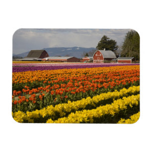 WA, Skagit Valley, Tulip fields in bloom, at Magnet