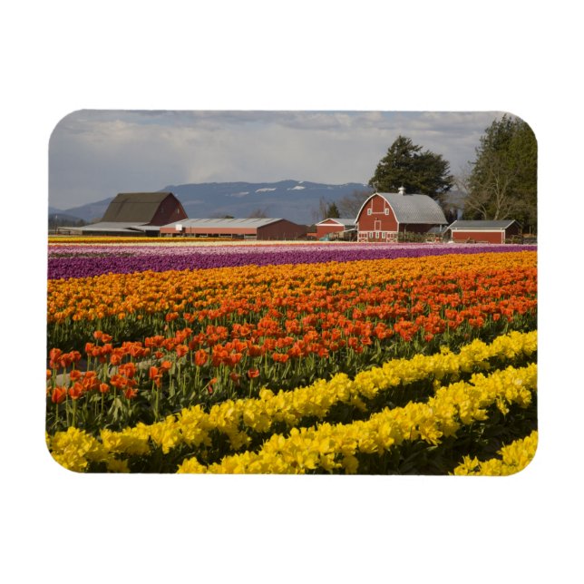 WA, Skagit Valley, Tulip fields in bloom, at Magnet (Horizontal)