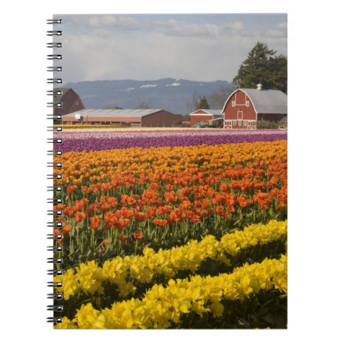 WA Skagit Valley Tulip fields in bloom at Notebook