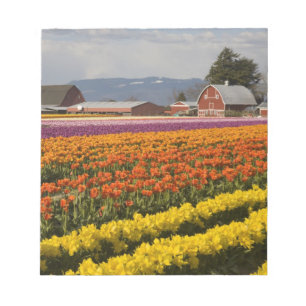 WA, Skagit Valley, Tulip fields in bloom, at Notepad
