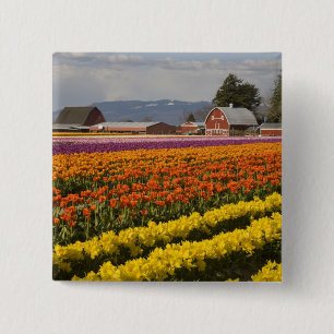 WA, Skagit Valley, Tulip fields in bloom, at Pinback Button