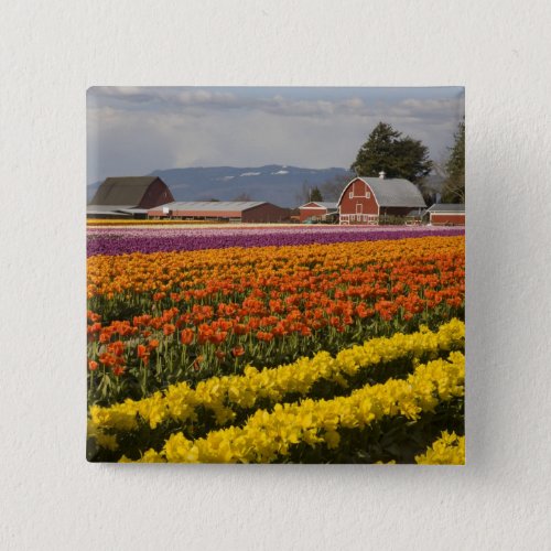 WA Skagit Valley Tulip fields in bloom at Pinback Button