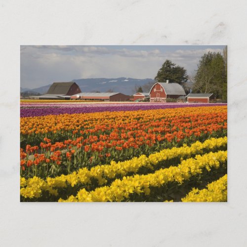 WA Skagit Valley Tulip fields in bloom at Postcard
