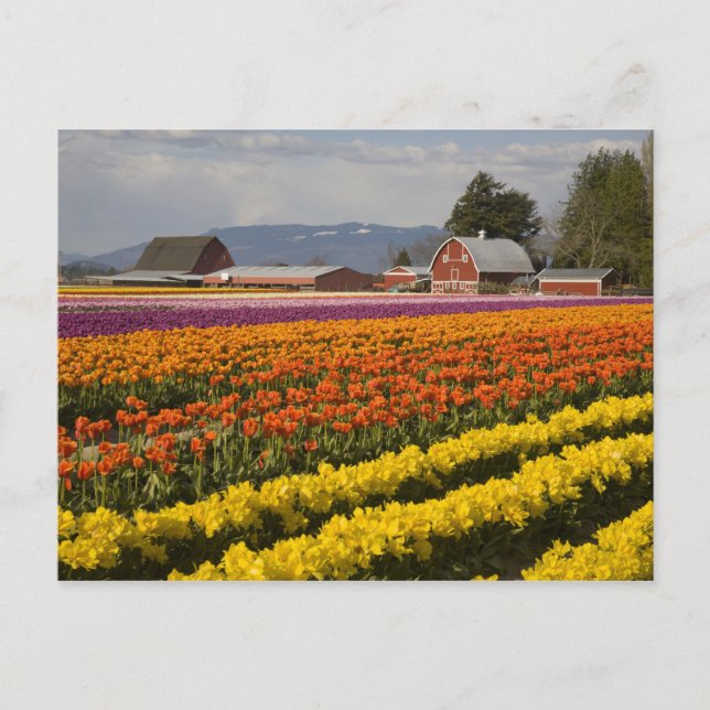 WA, Skagit Valley, Tulip fields in bloom, at Postcard (Front)