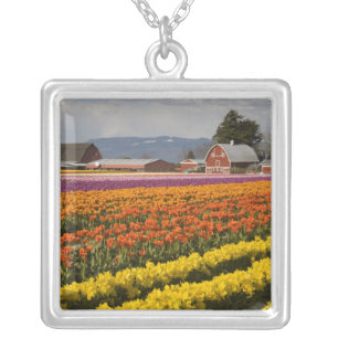 WA, Skagit Valley, Tulip fields in bloom, at Silver Plated Necklace