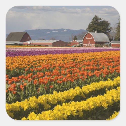 WA Skagit Valley Tulip fields in bloom at Square Sticker