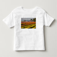 WA, Skagit Valley, Tulip fields in bloom, at
