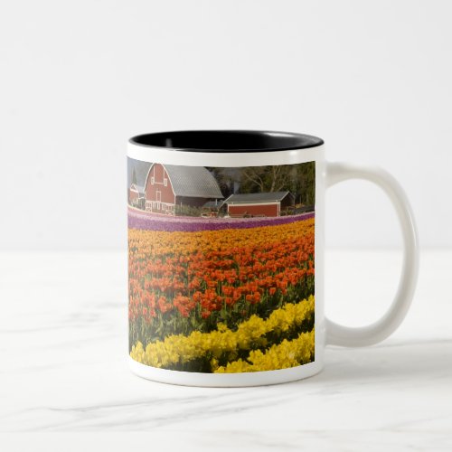 WA Skagit Valley Tulip fields in bloom at Two_Tone Coffee Mug