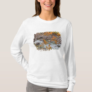 WA, Wenatchee National Forest, Maple tree and T-Shirt