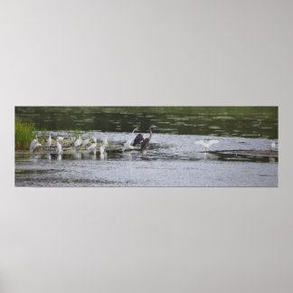 Wading Birds Poster