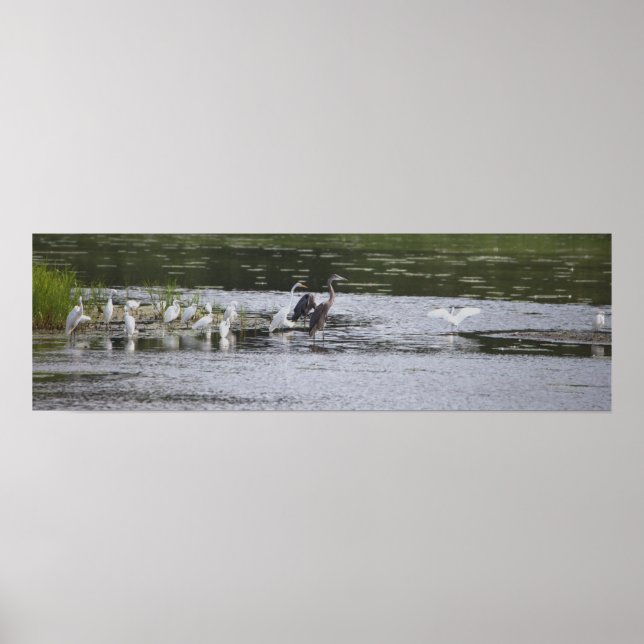 Wading Birds Poster (Front)