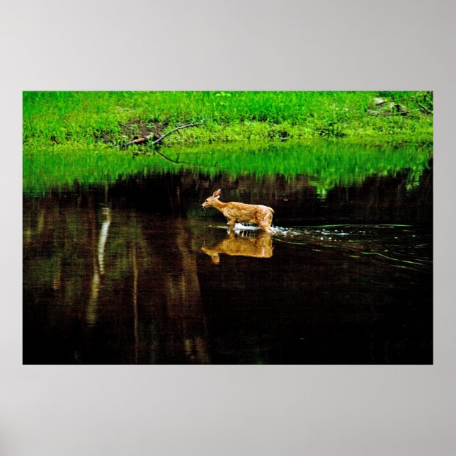 wading deer poster (Front)