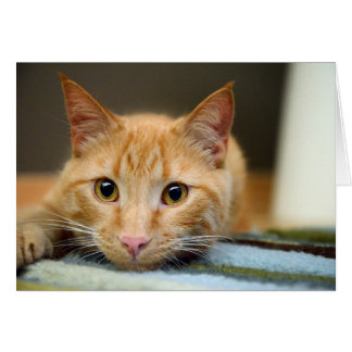 Waffles the Therapy Cat Cards