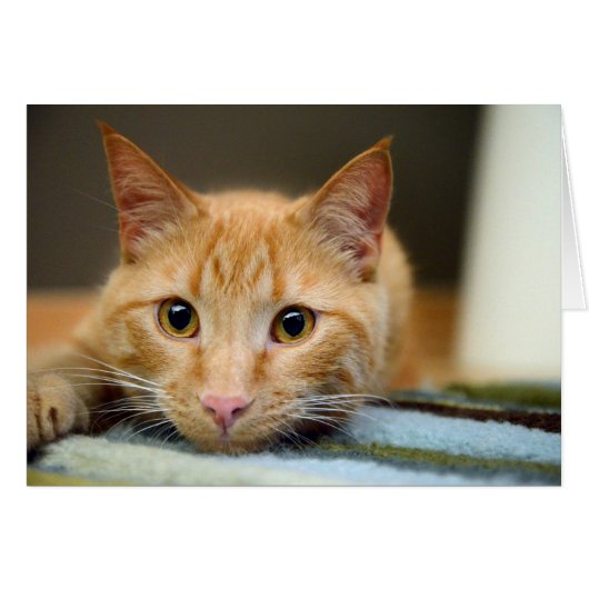 Waffles the Therapy Cat Cards (Front Horizontal)