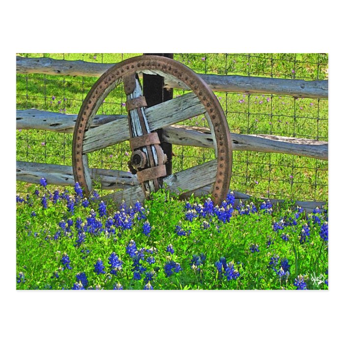 Wagon Wheel Bluebonnets near Johnson City, TX Post Cards