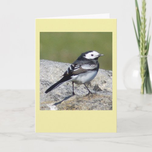 Wagtail bird card