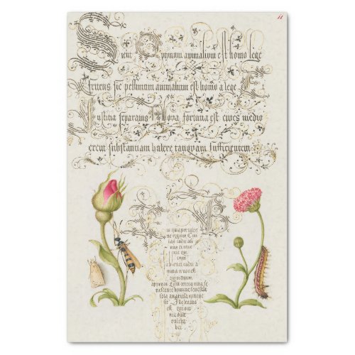 Wainscot Script with Flowers and Insects Tissue Paper