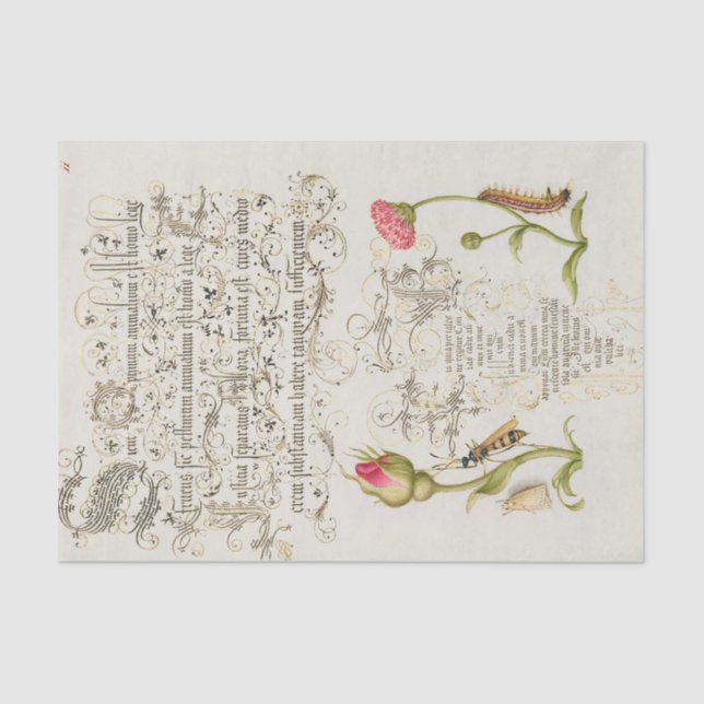 Wainscot Script with Flowers and Insects Tissue Paper (Front)