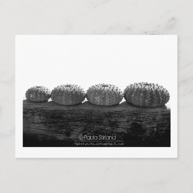 Wait In Line Postcard (Front)