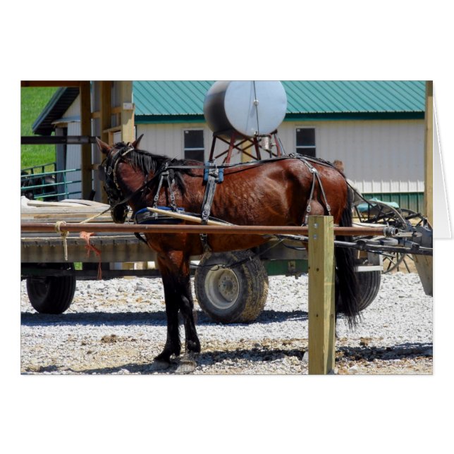 Waiting Amish Horse Cards (Front Horizontal)