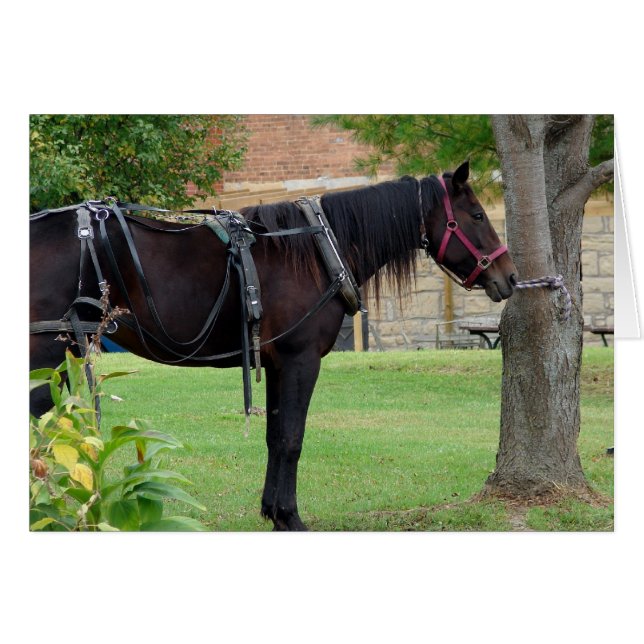 Waiting Amish Horse in Rural Iowa Cards (Front Horizontal)