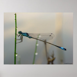 Waiting, Blue Damselfly close up Poster