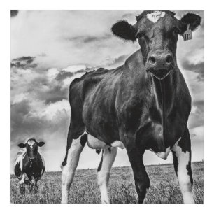 Waiting BW Crop Faux Canvas Print