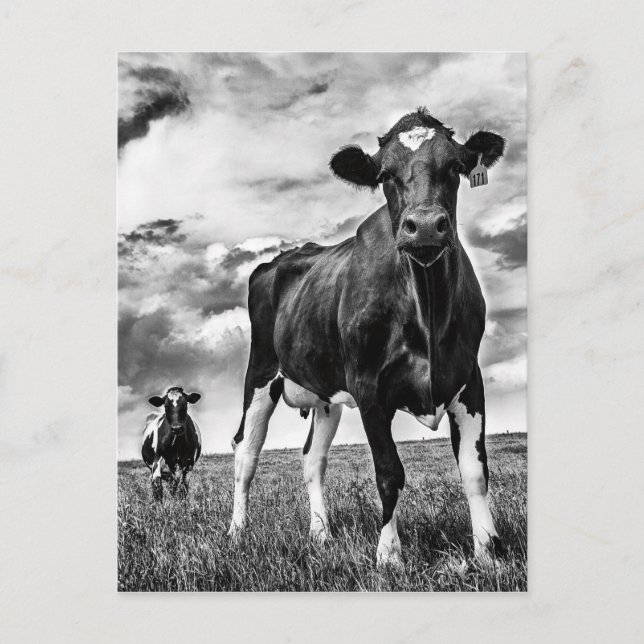 Waiting BW Crop Postcard (Front)