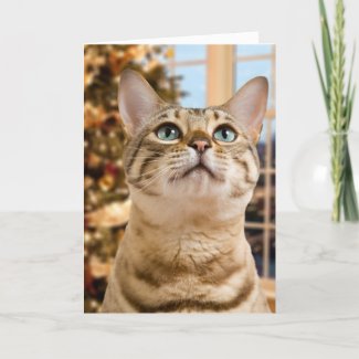 Christmas Card on Zazzle featuring lovely Bengal kitten