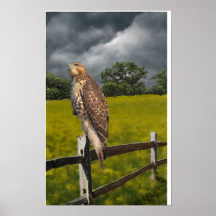 Waiting for the Storm - Red tail Hawk Poster
