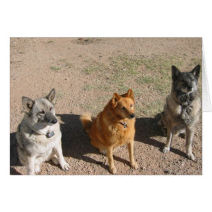 Waiting for treats cards