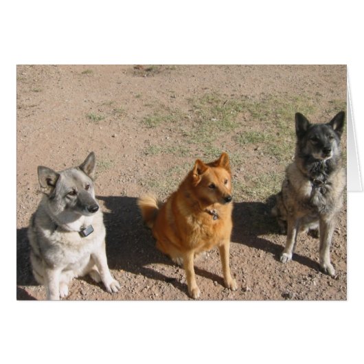 Waiting for treats cards (Front Horizontal)