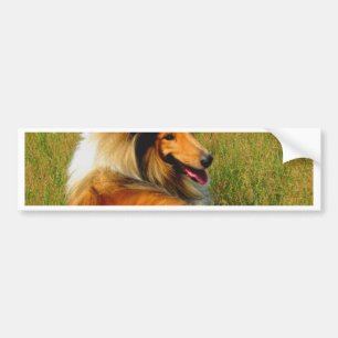 waiting for you rough collie bumper sticker