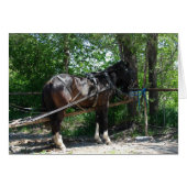 Waiting Horse (Front Horizontal)