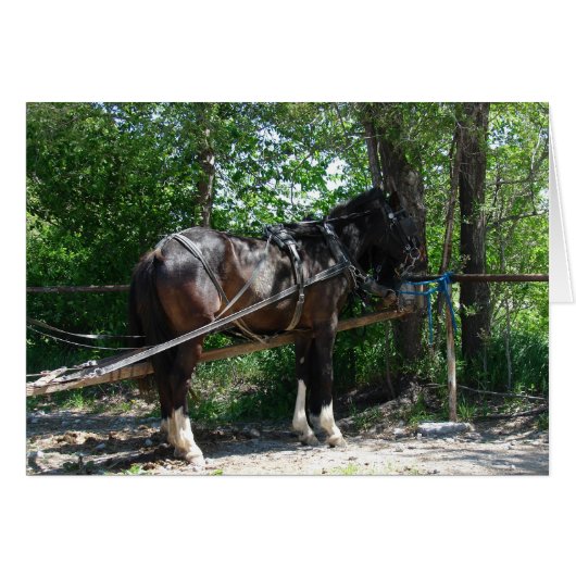 Waiting Horse Cards (Front Horizontal)
