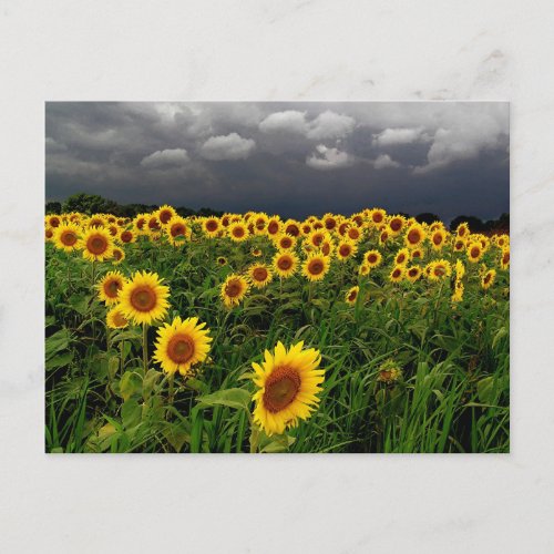 Waiting Sunflower field storm clouds Postcard