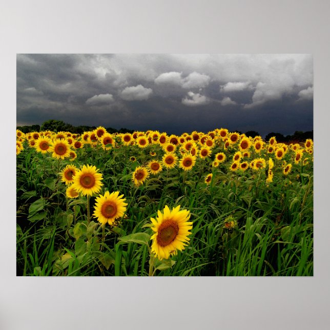 Waiting,sunflowers, Print (Front)