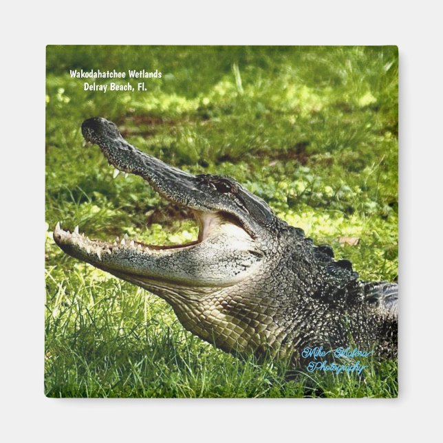 Wakoahatchee Wetlands Alligator Fridge Magnet (Front)