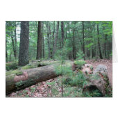 Walden Forest (Front Horizontal)