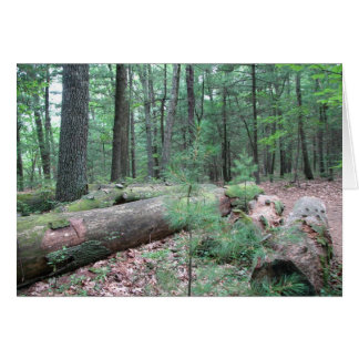 Walden Forest Cards