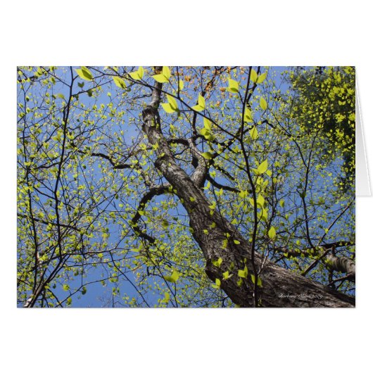 Walden Pond: Imagination Cards (Front Horizontal)