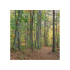 Walden Pond/Woods-Fall colors: