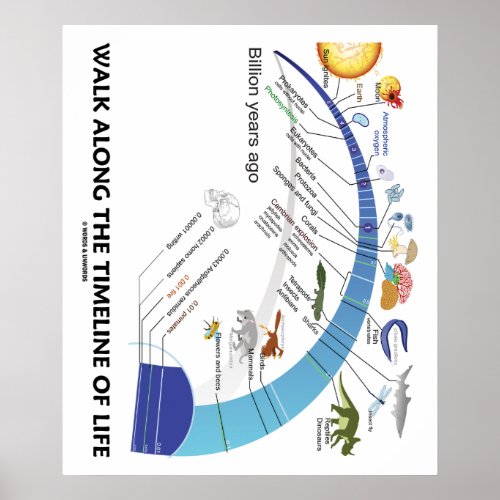 Walk Along The Timeline Of Life Biology Evolution Poster