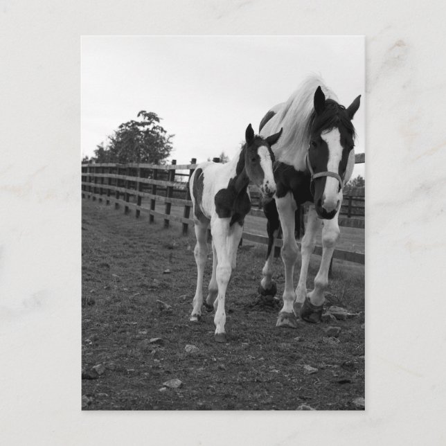 walk by the fence postcard (Front)