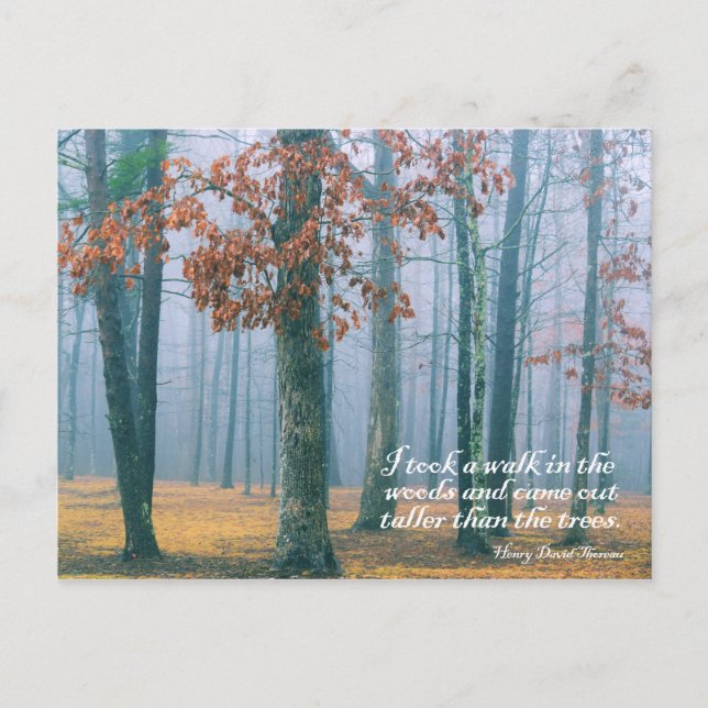 Walk in the Woods  -  Postcard (Front)