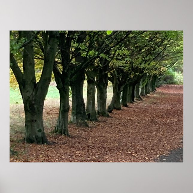 Walk in the woods  poster (Front)