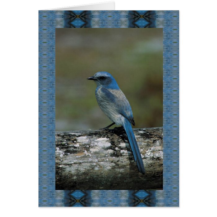 Walk on the Wild Side   Scrub Jay Greeting Card