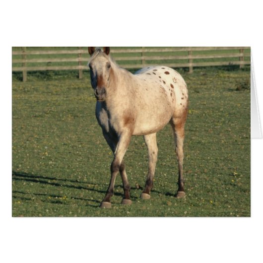 Walking Appaloosa Cards (Front Horizontal)