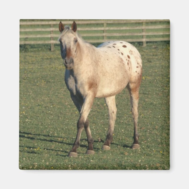 Walking Appaloosa Magnet (Front)