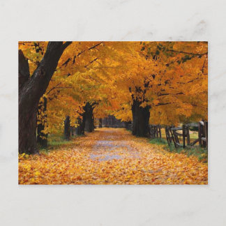 Walking Down Autumn's Memory Lane Postcard